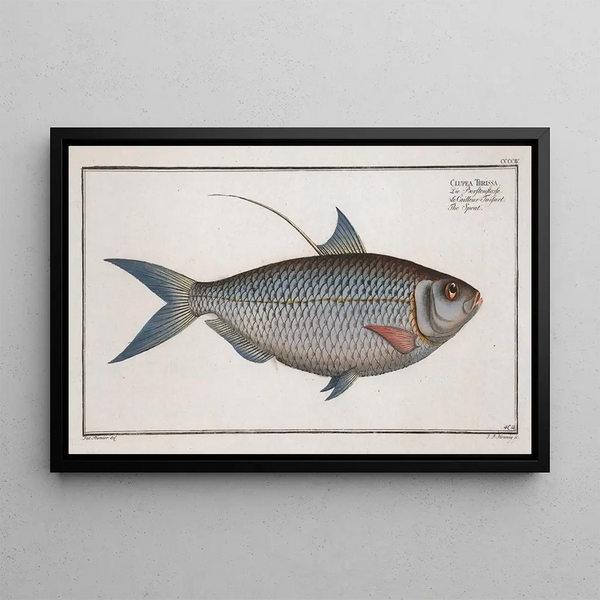 Marcus Elieser Bloch - Clupea Thrissa The Sprat.webp