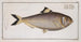 Clupea sinensis, de Chinese haring - Marcus Elieser Bloch — weergave van het kunstwerk