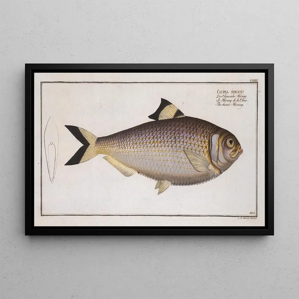 Marcus Elieser Bloch - Clupea sinensis The chinese Herring.webp