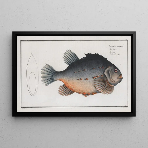 Marcus Elieser Bloch - Cycloterus lumpus The Lump.webp
