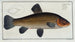 Cyprinus tinca, de karper - Marcus Elieser Bloch — weergave van het kunstwerk