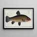 Cyprinus tinca, de karper - Marcus Elieser Bloch — ingelijst kunstwerk aan de muur