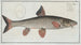 Cyprinus Barbus Le barbeau - Marcus Elieser Bloch — weergave van het kunstwerk