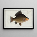 Cyprinus carassius, de karper - Marcus Elieser Bloch — ingelijst kunstwerk aan de muur