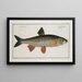 Cyprinus Dobula Le dobula - Marcus Elieser Bloch — ingelijst kunstwerk aan de muur