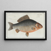 Cyprinus Gibelio, de Gibel - Marcus Elieser Bloch — ingelijst kunstwerk aan de muur