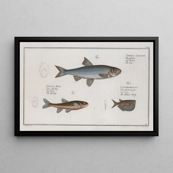 Marcus Elieser Bloch - Cyprinus Leuciscus The Dace 2 Cyprinus Aphya The Spirling 3 Gasteropelecus The HatchetBelly.webp