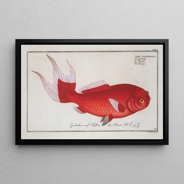 Marcus Elieser Bloch - Cyprinus macrophthalmus The Telescope.webp