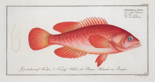 Marcus Elieser Bloch - Epinephelus ruber The red Walleye.webp