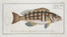 Epinephelus striatus De gestreepte goudvis - Marcus Elieser Bloch — weergave van het kunstwerk