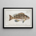 Epinephelus striatus De gestreepte goudvis - Marcus Elieser Bloch — ingelijst kunstwerk aan de muur