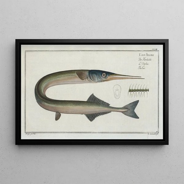 Marcus Elieser Bloch - Esox Belone The Gar.webp