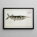 Esox brasiliensis Le Sous-Épée - Marcus Elieser Bloch — ingelijst kunstwerk aan de muur