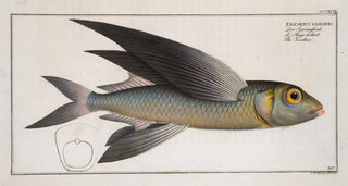 Marcus Elieser Bloch - Exoecoetus exsiliens The Swallow.webp