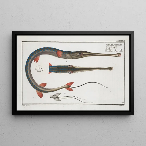 Marcus Elieser Bloch - Fistularia tabacaria The TobaccoPipeFish.webp