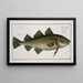 Gadus morhua, le cabillaud - Marcus Elieser Bloch — framed artwork on a wall