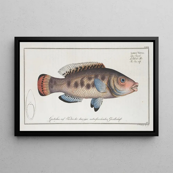 Marcus Elieser Bloch - Labrus Vetula The Seawife.webp