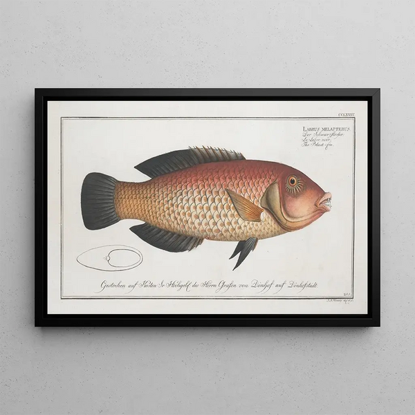 Marcus Elieser Bloch - Labrus melapterus The Blackfin.webp