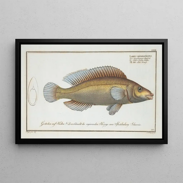 Marcus Elieser Bloch - Labrus microlepidotus The little scaled Wrasse.webp