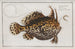 Lophius histrio, de Amerikaanse pad - Marcus Elieser Bloch — weergave van het kunstwerk