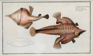 Marcus Elieser Bloch - Lophius Vespertilio The Sea Bat.webp