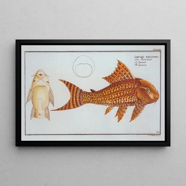 Marcus Elieser Bloch - Loricaria plecostomus The Guacari.webp