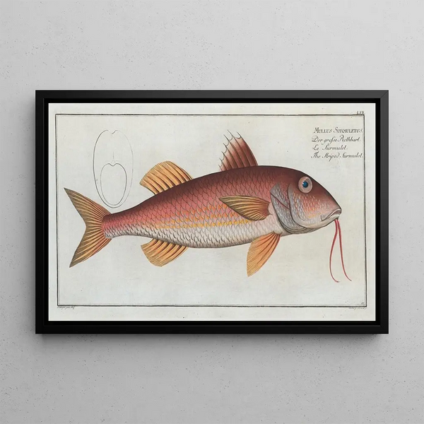 Marcus Elieser Bloch - Mullus Surmuletus The Striped Surmulet.webp