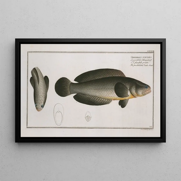 Marcus Elieser Bloch - Ophicephalus punctatus The punctulated Snakehead.webp