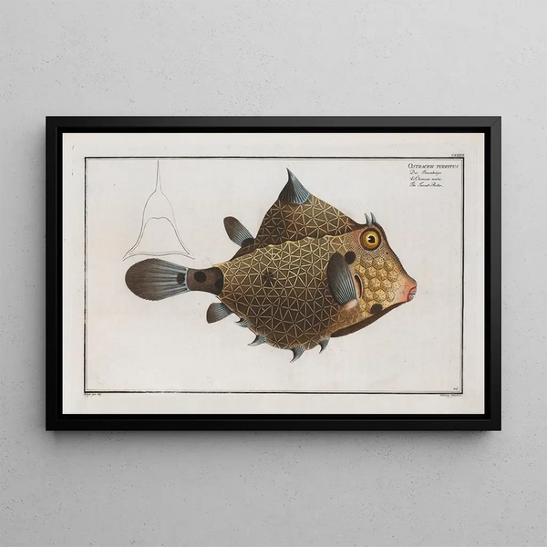 Marcus Elieser Bloch - Ostracion Turritus The TurretPorter.webp