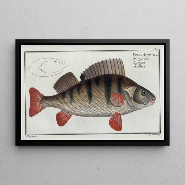 Marcus Elieser Bloch - Perca Fluviatilis The Perch.webp