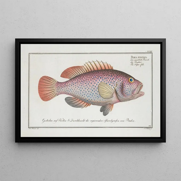 Marcus Elieser Bloch - Perca punctata The Negrofish.webp
