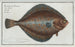 Pleuronectes platessa, de plie - Marcus Elieser Bloch — weergave van het kunstwerk