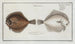 Pleuronectes Rhombus La Perle - Marcus Elieser Bloch — artwork view