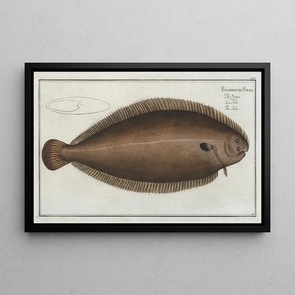 Marcus Elieser Bloch - Pleuronectes Solea The Sole.webp