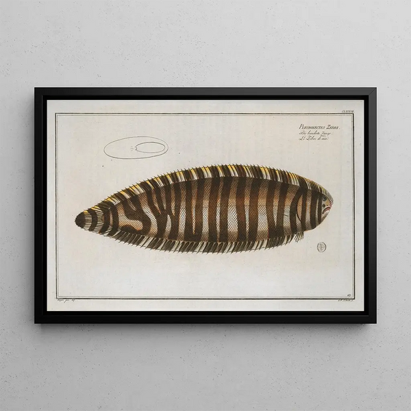 Marcus Elieser Bloch - Pleuronectes Zebra.webp
