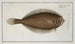 Pleuronectes limandoides - Marcus Elieser Bloch — weergave van het kunstwerk