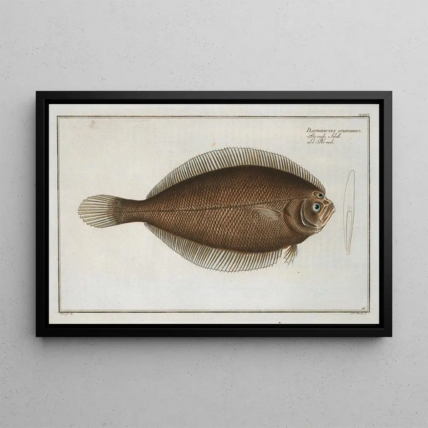 Marcus Elieser Bloch - Pleuronectes limandoides.webp