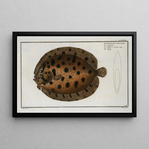 Pleuronectes punctatus, de schol - Marcus Elieser Bloch — ingelijst kunstwerk aan de muur