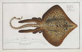 Marcus Elieser Bloch - Raja Rubus The Rough Ray.webp