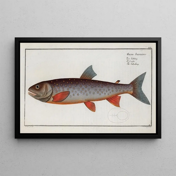 Marcus Elieser Bloch - Salmo Salvelinus The Salveling.webp