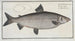 Salmo Thymallus latus The Great Gwiniad - Marcus Elieser Bloch — artwork view