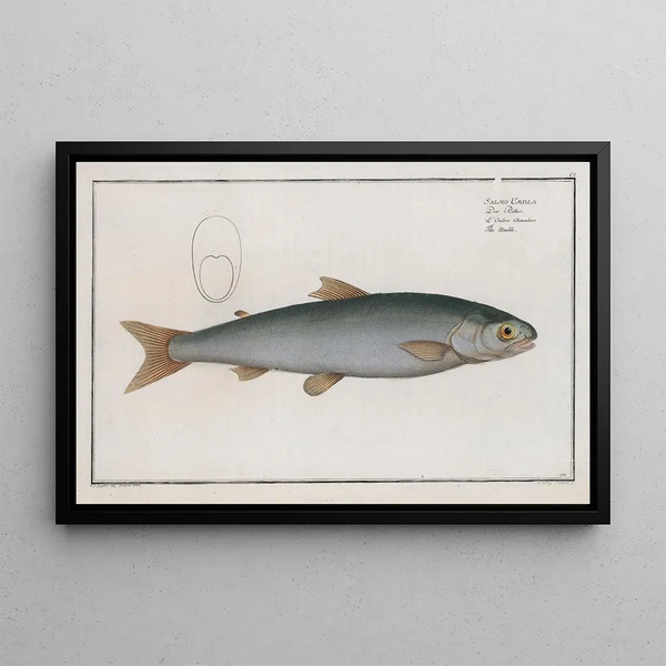 Salmo Umbla, l'umble - Marcus Elieser Bloch — ingelijst kunstwerk aan de muur