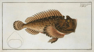 Marcus Elieser Bloch - Scorpaena horrida.webp