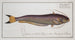 Silurus bimaculatus De tweekleurige meerval - Marcus Elieser Bloch — weergave van het kunstwerk