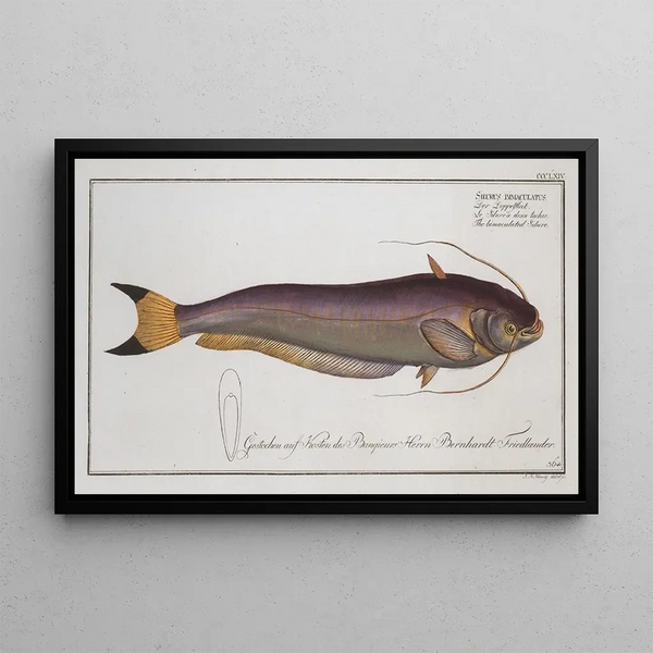 Marcus Elieser Bloch - Silurus bimaculatus The bimaculated Silure.webp