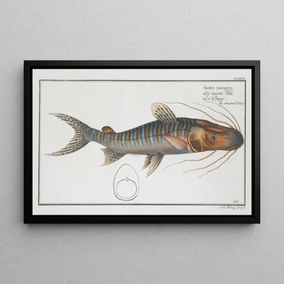 Marcus Elieser Bloch - Silurus fasciatus The streaked Silure.webp