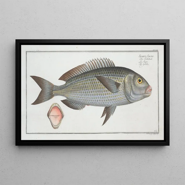 Marcus Elieser Bloch - Sparus Salpa The Goldlin.webp