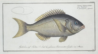 Marcus Elieser Bloch - Sparus tetracanthus.webp