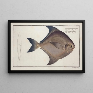 Marcus Elieser Bloch - Stromateus argenteus The SilverPampel.webp