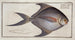 Stromateus cinereus De grijze stromate - Marcus Elieser Bloch — weergave van het kunstwerk